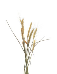 Fototapeta premium Dry wheat ears, grain isolated on white, with clipping path