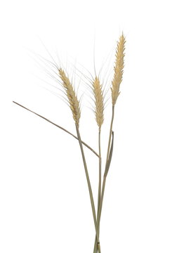 Dry wheat ears, grain isolated on white, with clipping path
