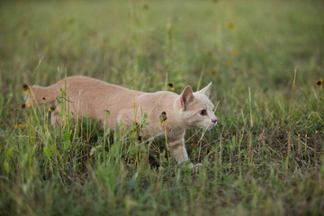 orange cat stalking in green grass