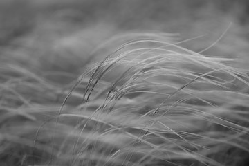 Stipa capillata as known as feather, needle, spear grass in steppe. Listed in red book of Ukraine. Macro photo. Black and white photography.