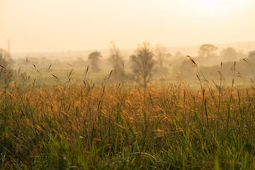 Fototapeta na wymiar Wild grass in the morning sunrise