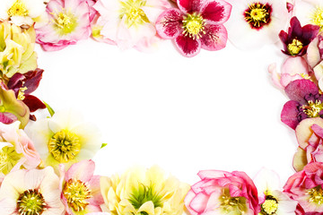 Obraz premium クリスマスローズの背景 枠