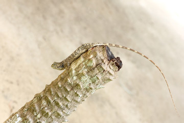 small chameleon on tree branch
