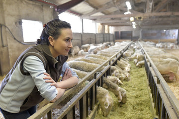 Breeder in barn looking at sheep herd