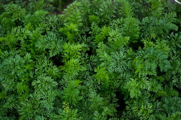 Green background of fern leaves, plush and dieffenbachia. Exotic plants. Flat composition concept.