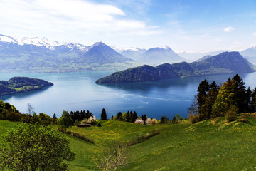 Naklejka na ściany i meble Landscape view of Lucern lake , Apls mountain with grass flower in spring season