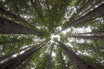 Tall Redwood Trees reaching to the canopy