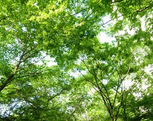 Surrownding Green Trees