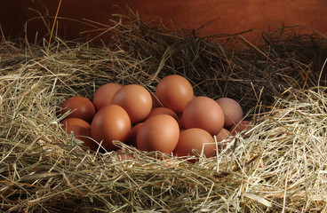 Chicken eggs in the hay