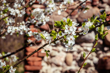 jasmine blooms on an old brick wall