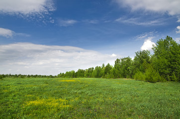Obraz premium Grove at the edge of the field