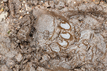 Huella de Oso Pardo Ib√©rico en el barro. Ursus arctos. Reserva de la Biosfera del Valle de Laciana, Le√≥n, Espa√±a.