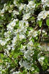 Weiße Blüten, Birnenblüten 