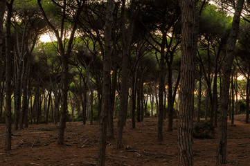 pine forest with the setting sun