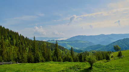 Fototapeta na wymiar Panorama of Carpathian mountains hills in the summer morning. Beautiful nature in Ukraine