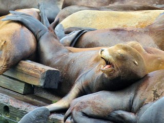 Sea lions lying on the dock in Astoria, Oregon - 207242083