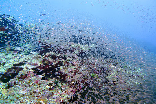 Coral reef