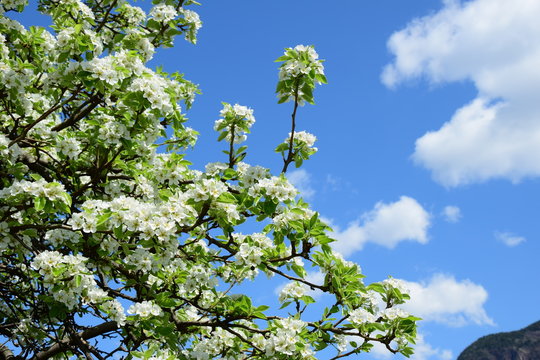 Blüten des Birnenbaumes vor blauen Himmel