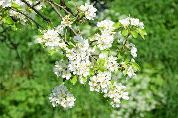 Weiße Blüten, Birnenblüten