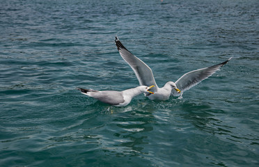 Two Seagulls sit on the water.