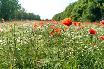 Wunderschöne Mohnblumen Wiese bei Sonnenschein