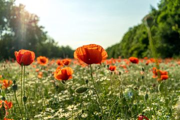 Wunderschöne Mohnblumen Wiese bei Sonnenschein