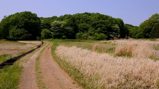 初夏の風かおる里山の野道　日本の里山風景