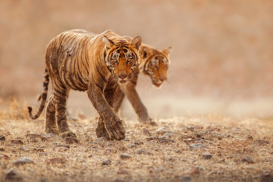 Cute tiger brothers in the nature habitat. Tigers walk during the golden light time. Wildlife scene with danger animals. Hot summer in India. Dry area with beautiful indian tiger, Panthera tigris