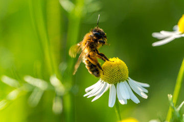 Biene beim Sammeln von Hoonig auf einem Gänseblümchen