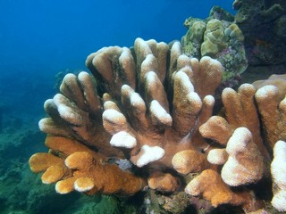 Stone coral