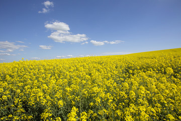Obraz premium Rapeseed also known as rape, oilseed rape, is a bright-yellow flowering member of the family Brassicaceae, cultivated mainly for its oil-rich seed. 