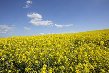 Rapeseed also known as rape, oilseed rape, is a bright-yellow flowering member of the family Brassicaceae, cultivated mainly for its oil-rich seed. 
