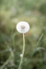Dandelion
