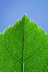 Closeup of one beautiful leaf in spring. Germany
