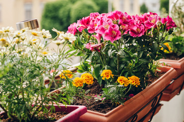 Fototapeta na wymiar Colorful flowers growing in pots on the balcony