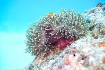 Naklejka na ściany i meble false clown anemonefish
