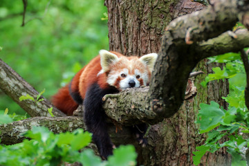 Fototapeta premium Red Panda is resting on the tree