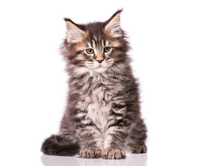 Maine Coon kitten 2 months old. Cat isolated on white background. Portrait of beautiful domestic kitty.