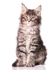 Maine Coon kitten 2 months old. Cat isolated on white background. Portrait of beautiful domestic kitty.
