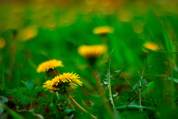 blurred dandelion yellow flowers field