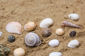 sea shells collection on a sand background