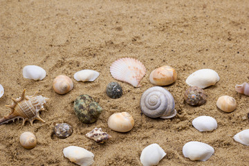 Fototapeta na wymiar sea shells collection on a sand background