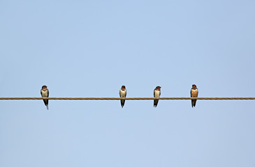 Tranquil scene of four small sparrow birds rest on iron cable, plain and minimalist background