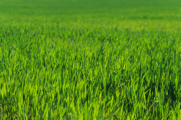 beautiful Green field