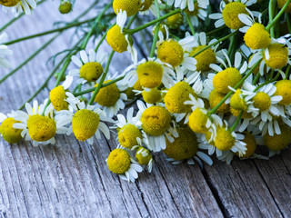Obraz premium A bunch of chamomile on a wooden background. Herbal plant. Matricaria recutit. Matricaria chamomilla. Chamomilla recutita.