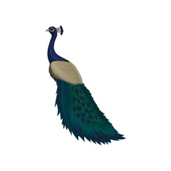 Detaiked flat vector icon of female peacock. Beautiful wild bird with colorful feathers. Element for promo poster or flyer of zoo park
