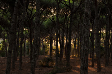 Obraz premium pine forest with the setting sun
