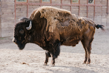 close up view of wild buffalo at zoo