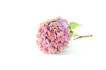 hydrangea flower