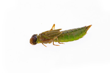 Dragonfly larvae, and on a white background